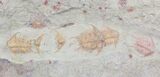 Incredible Foulonia & Asaphid Trilobite Association - #21544-1
